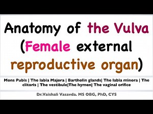 Anatomy of the Vulva || Dr.Vaishali Vasavda