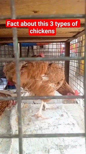 Layers vs Broiler vs Breeder | #chicken #localsightings #pov