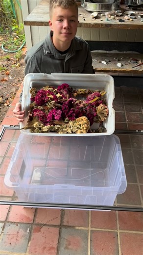 1.1K views · 4.9K reactions | Saving celosia seeds  #seedsaving #flowers #seeds #seedsavers #celosia #flowerseeds #heirloomseeds #kidseedco | Kids Seed Co. | Facebook