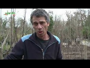 Comment TAILLER les ARBRES FRUITIERS ?