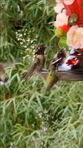 Hummingbirds Sounds Chirp & Swarm ~ Backyard Bird Feeders
