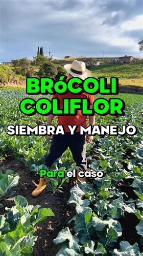 🥦🌱 BRÓCOLI Y COLIFLOR: ¡Siembra y manejo correcto! 🚜✨Con #IngeNan aprende las claves para lograr plantas fuertes, cosechas abundantes y sanas, desde la siembra hasta el manejo ideal en campo. 🌿💧#riobamba_chimborazo_ecuador #plantas #ecuador🇪🇨🇪🇨 #agricultura🚜🌱 #agroverdeec #agronomia🌱 #brocoli #coliflor #organico #tips | Grupo Agroverde