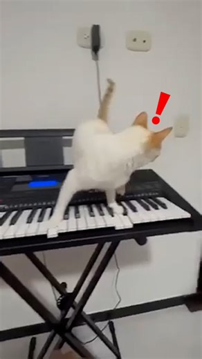 356K views · 5.1K reactions | Is this cat a meow-sical genius? 樂 /Collab #cats #music #keyboard | UNILAD Sound | Facebook