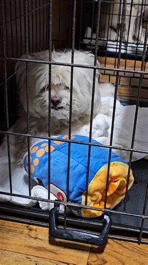 The shelter can be loud & scary for some dogs. Help Hermes find his quiet home to finally relax. We are open 10am-3pm on Saturday This adorable 11 lb Shih Tzu–Havanese mix is around 3 years old and ready for a fresh start! 💙 Hermes came to Wags 2 Wishes from an overcrowded southern Illinois shelter. He’s still settling in, but one thing’s for sure — this sweet little guy deserves all the love, stability, and cuddles a forever home can give. If you’re looking for a small companion with a big hea