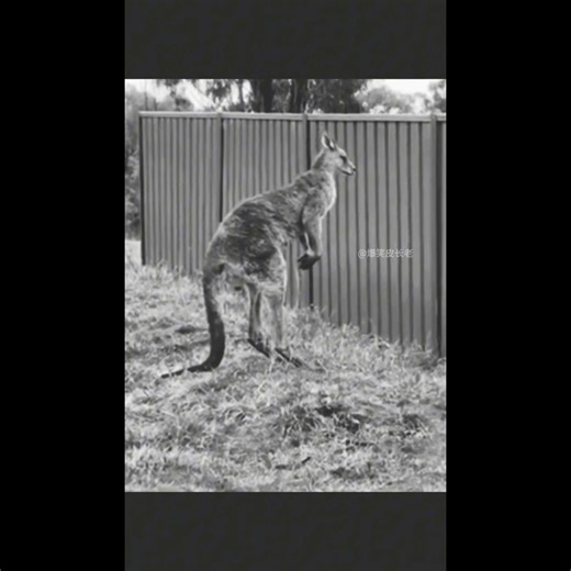 Funny video compilation. #funnyvideos #fails | Kfo Tech | Facebook