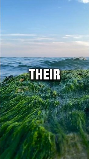 Discover the Amazing World of Flamingos: Fascinating Facts and Stunning Footage!