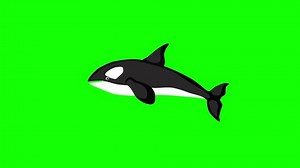 whale killer whale animation cartoon on green screen