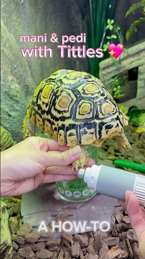 How to trim your tortoises’ nails 💅