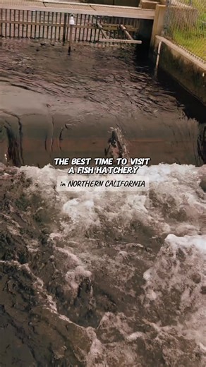 65K views · 414 reactions | ✨️ November is the perfect time to visit a fish hatchery! #california #fishhatchery #Folsom #nimbusfishhatchery | California Vlog | Facebook