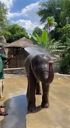 Elephant Takes a Shower with His Trunk!