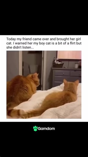 Funny Cats Compilation: Hilarious Moments