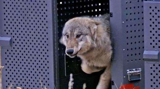 Another one of Colorado's released wolves that died was illegally shot, necropsy shows
