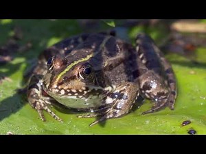 Frog On Lily Pad In Pond