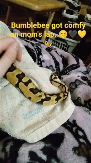 Snuggles with Bumblebee 🖤💛🐝 #cute #snake #reptiles #ballpython