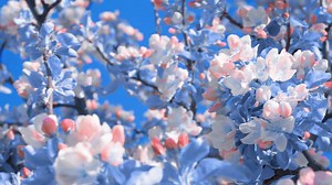 The pink flowers blooming are a sight to behold. Their delicate petals, soft and velvety, unfold gracefully, revealing a captivating display of color. The gentle hue of pink, reminiscent of a blush or a sunrise, radiates warmth and joy. As the sun's rays caress the petals, they seem to glow with an ethereal beauty. 🎥: douyin-王小姐 #pink #flowers #amazing #fantastic #sun #nature #warm #joy | Fantastic China