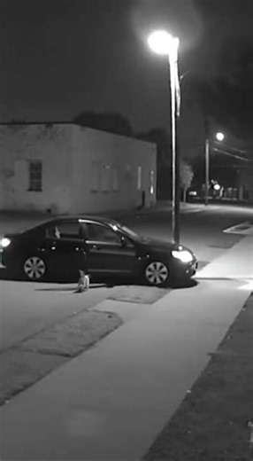 You’ll Be Shocked 😢 Dog Forced Out of Car and Left Alone | Heartless Owner Caught on CCTV