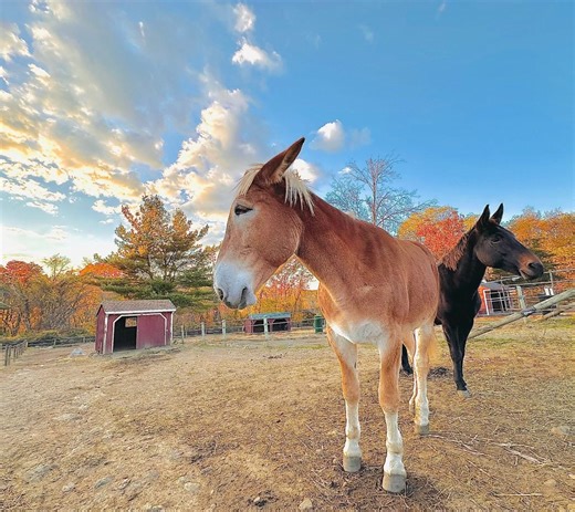 2.8K views · 274 reactions | We've come to realize our rescue is just not complete without a mule or two. ❤️ | Connecticut Draft Horse Rescue | Facebook