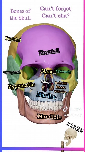 Bones of the skull! Full video re-edit under way with @anatomy.app visuals to bring some awesome anatomy music videos. Here is a sneak peak! #bones #skeletalbones #skeletal #anatomy #tiktok #share #medical #mbbs #humerus #physiology #kinesiology #doctor #medicalschool #love #music #art #studygram #trending #viralreel #viral #teachers #like #comment #studysongz #songs #hiphop
