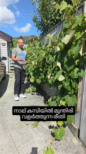 Jobi son of a farmer on Instagram: "#grape #grape training malayalam #green grapes"