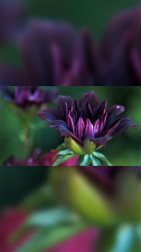 The Purple Ambience Every Procrastinator Needs