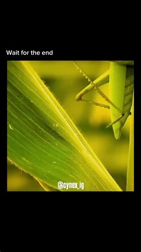 Cynex on Instagram: "Minuscule 2012 ‧ Animation/Family ‧ shorts & feature 📜 Storyline Minuscule takes viewers into the tiny, fascinating world of insects, showing their struggles, rivalries, and friendships—all without a single word spoken. By blending live-action scenery with expressive CGI characters, the film tells big stories on a microscopic scale. Humor, emotion, and suspense come alive through movement, sound effects, and clever visual storytelling, making even the smallest moments feel 