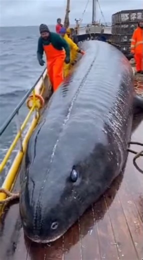 19m Sea Serpent Pulled on Boat… Then It Splits Open 😱🐍 Caught on Camera #shorts
