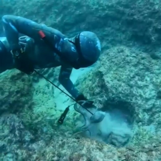 167K views · 2.2K reactions | صيد الاخطبوط ليبيا احمد سويسي | Libyan diver | Facebook