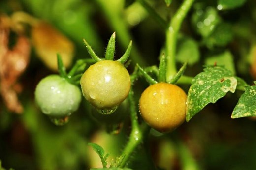 Galapagos Tomato: Caring For The Wild Yellow Tomato
