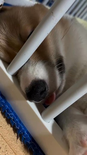 9.1K views · 389 reactions | When he is in a deep sleep!☺️ | Robbins Sennifer | Facebook