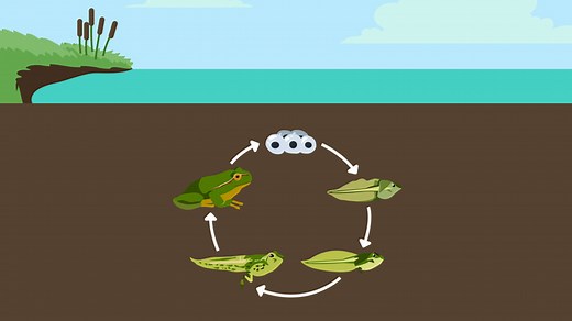 Metamorphose – Entwicklung von der Kaulquappe zum Frosch | sofatutor.com