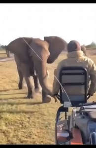 How to Escape - Run!. | Stormi Maya