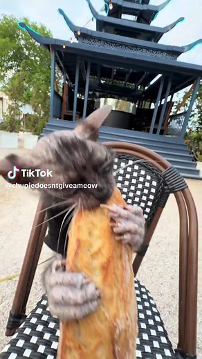 Le Chupacabra et le Chat Pain : Mystère Parisien