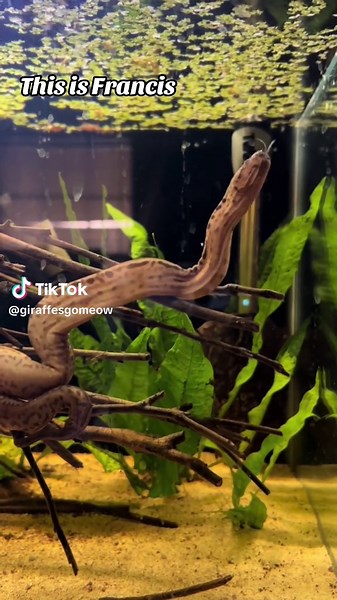 Meet Francis the Elephant Trunk Snake: An Aquatic Marvel