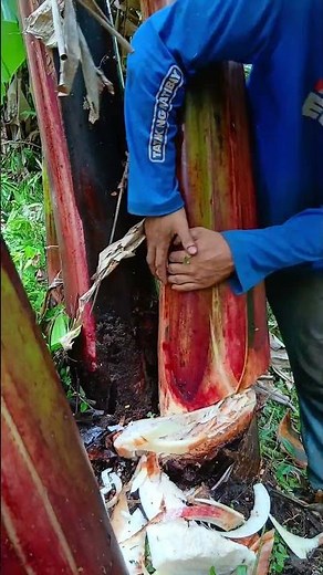 abaca fiber cuting process