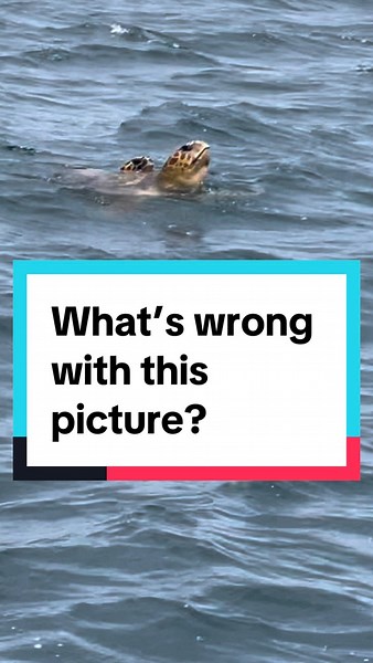 Nate Sorensen on Instagram: "It’s rare to see sea turtles mating on the surface, but it’s extremely rare to see inter species turtle mating! See which two turtles are getting freaky in this unusual moment captured on Lionfish extermination corporation!! #seaturtle #loggerheadturtle #hawksbillturtle #interspeciesmating #seaturtlehybrid @Alex Borsutzky @Nathaniel Sorensen @Rachel Taub"