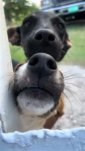 Jamaican guard dog #nevergiveup #guarddog #jamaica #jamaican
