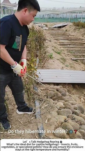 Hedgehog Farming – Caring for These Spiky Creatures 🦔🧑‍🌾