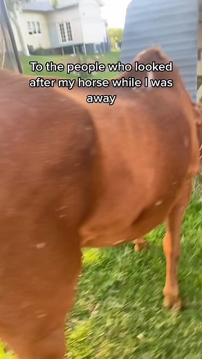 Recognizing Signs of Horse Neglect and Abuse