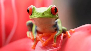 Red-eyed Tree Frog Starring Camera Jumping Stock Footage Video (100% Royalty-free) 3643480155 | Shutterstock