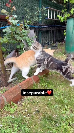 These cats have the sweetest friendship ❤️