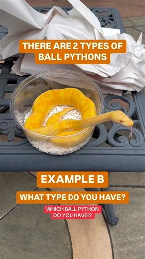 There’s 2 types of Ball Pythons😍 Which Type Do You Have!?