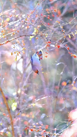 wild | nature | birds on Instagram: "The Waxwing is a specialist like no other. While most birds supplement their winter diet with whatever they can find, the Bohemian Waxwing is the only bird species that survives the entire winter almost exclusively on berries. No insects, no seeds—just pure, fermented winter fruit to fuel their journey through the frost! . . #bohemianwaxwing #winterbirds #wildlifereels #wildĺifephotography #natureinsnow"