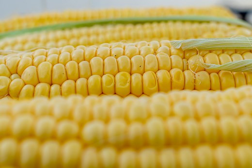 Is corn a vegetable or a fruit? Here’s what we know