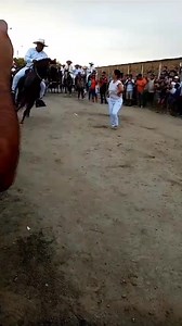 Caballos de paso bailando Marinera en las actividades de Aniversario del Distrito de Morropón. #morropon #norteperuano #marinera #caballosdepaso | Conoce Morropón