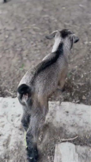 This Gray Baby Goat Just Loves to Run! 🐐 #cutefarmanimal #animals #cute