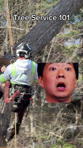 Your Local Tree Service Crew in Action | Asheville, NC