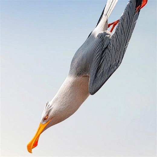‎"Tiny Animals Defeat Their Biggest Predators"😳