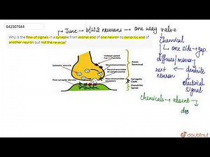 Why is the flow of signals in a synapse from axonal end of one neuron to dendritic end of anothe...