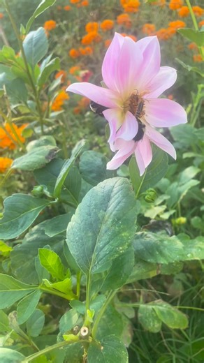 3 bumblebees sleeping on this soft pink dahlia bed👩‍🌾🐝🌸#oklahomaflowerfarms #beautifulblooms #upickflowerfarm #oklahomaagritourism #dahlia #pollinatorgarden #bumblebee | Link Flower Farm