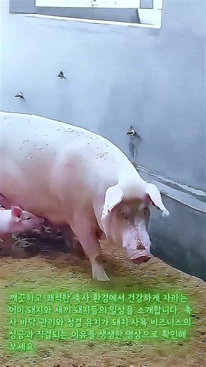 엄마 돼지 졸졸 따르는 아기 돼지들의 건강 비결 #farming #skills #pigsofinstagram #cuteanimals #farmmanagement